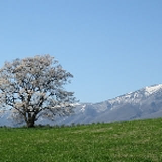 Sugawara