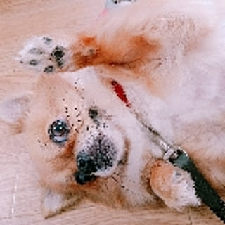 mayu