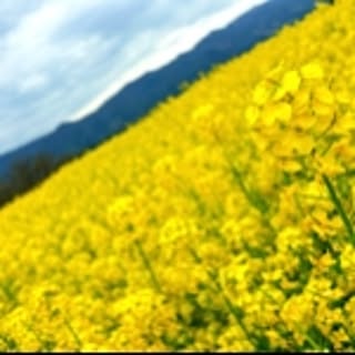 piyochu