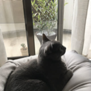 lea