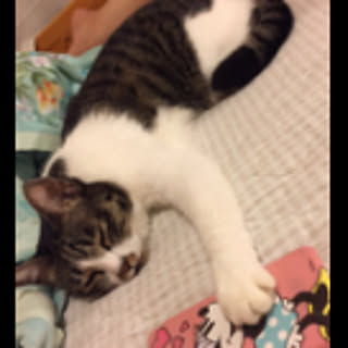 saku