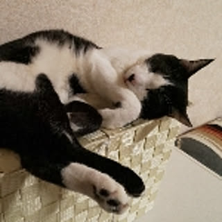osero