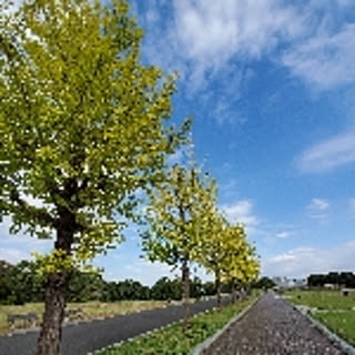magu