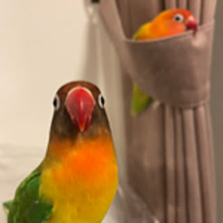Hana