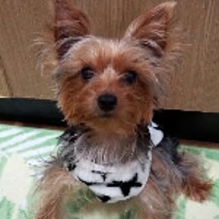 hiromi