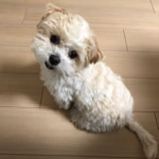 tenten