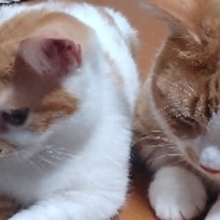 kisakizuna