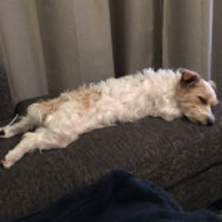 gulico