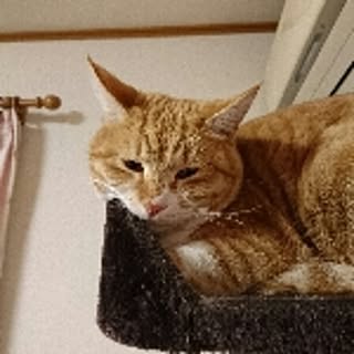 jinkunneko