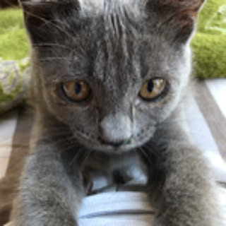 ponko