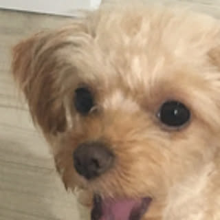 aochan