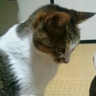 harahara