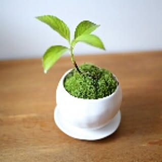cocona-garden