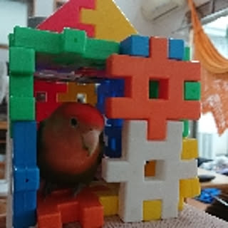 patapon
