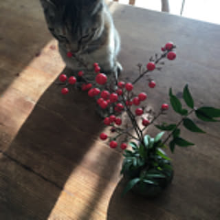 tom_and_c_cat