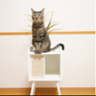 megyuuucat