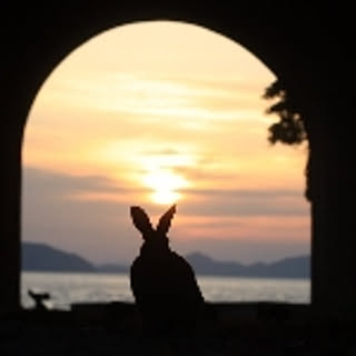 jeju_usagi