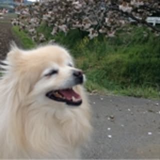 kurin_