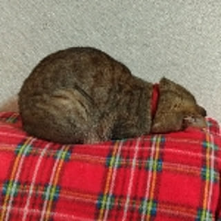 noka