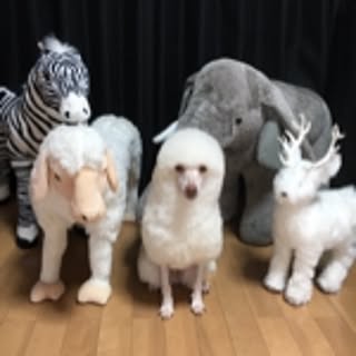 meimama