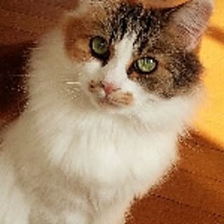 chibaba