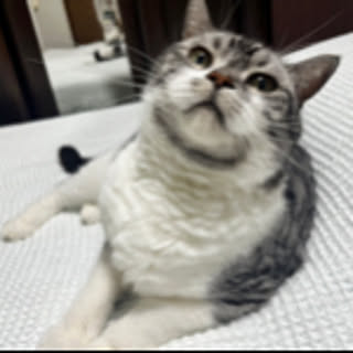 moropi410117tomeko