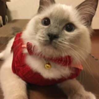 yumiko