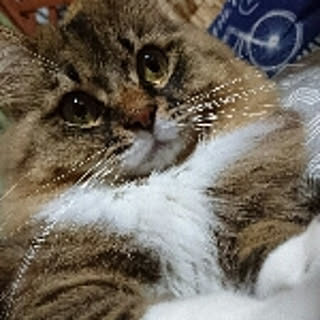 MIKEKO