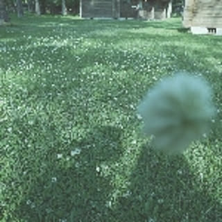 miniMo