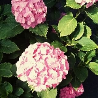 Miwako