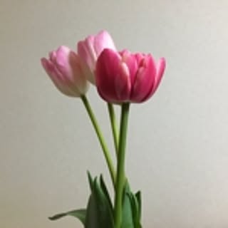 yukikops