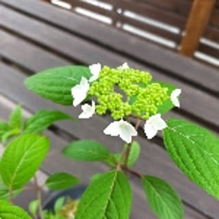 antoaz