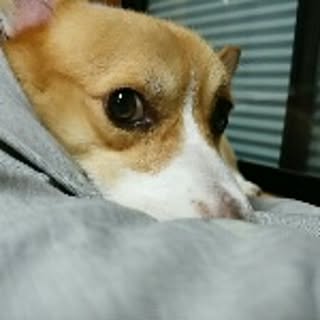 cohaku