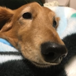 Bon