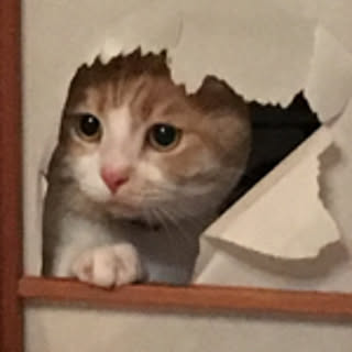 chiiiiimaru