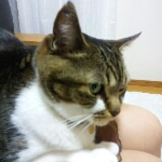 chikory