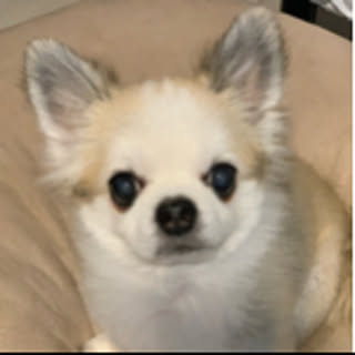 mimi