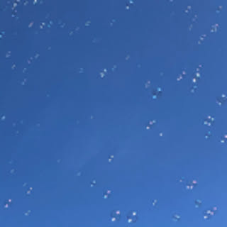 tanpopo