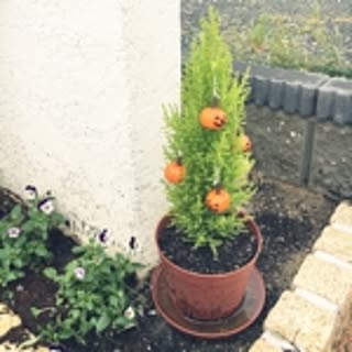 yuuka