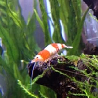 botu