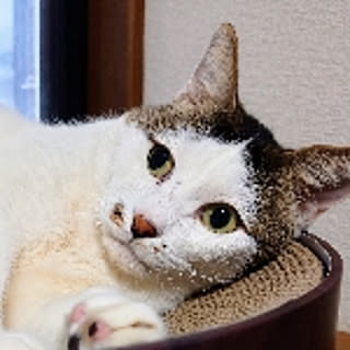 goro_neko
