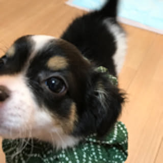 akmo