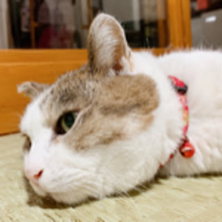 raluxralu