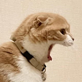 hum
