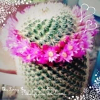 cactus9