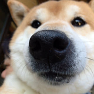 saru_saru