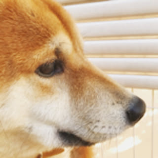 hachi2018