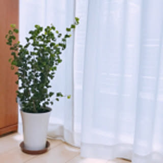 mikiteacup