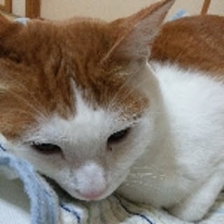 miho