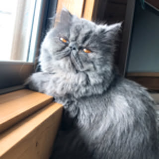 chokochan